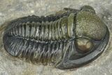 Two Detailed Gerastos Trilobite Fossils - Morocco #376924-4